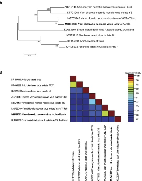 Figure 2. (A) Maximum likelihood phylogenetic tree of complete macluravirus genome nucleotide sequences
