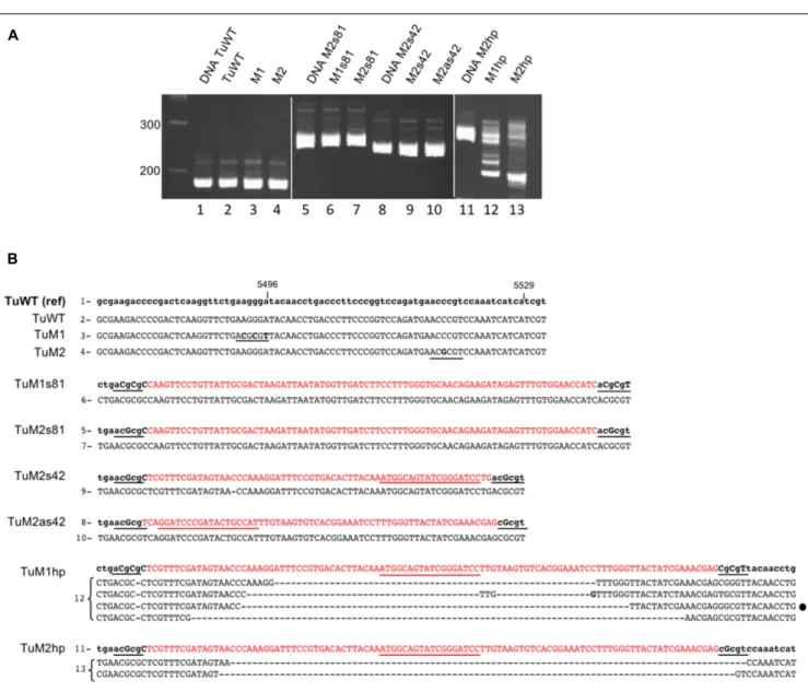 FIGURE 5 | Sequence analysis of recombinant TuYV offspring by RT-PCR. (A) Analysis on a 6% polyacrylamide gel of the PCR fragments obtained after reverse transcription performed on RNA extracted 19 dpi from plants agroinfected with TuWT (2) or the differen