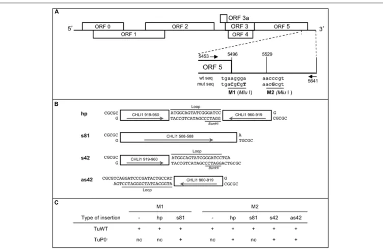FIGURE 1 | Design of CHLI1 constructs and their sequences introduced in TuYV recombinant viruses used as VIGS vectors