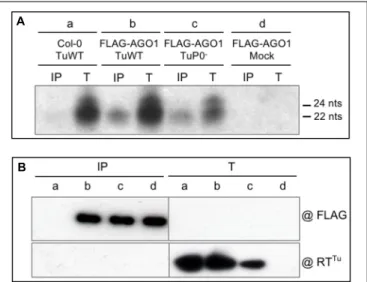 FIGURE 2 | Analysis of vsiRNA generated during TuYV infection.