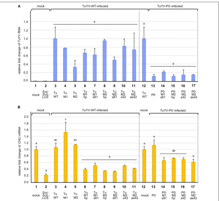 FIGURE 4 | Analysis by real-time RT-PCR of the accumulation of TuYV RNA (A), and CHLI1 transcripts (B), in plants infected with different TuYV recombinant viruses in A