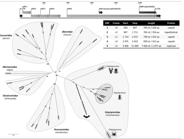 FIG 1 Genome organization of Kandapolycivirus, phylogenetic analysis of polycipiviruses, and representative members of the Picornavirales order