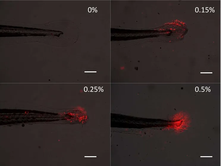 Figure 1. Propidium idodide staining of 5 dpf zebrafish larvae following short term  exposure (60 s) to acetic acid