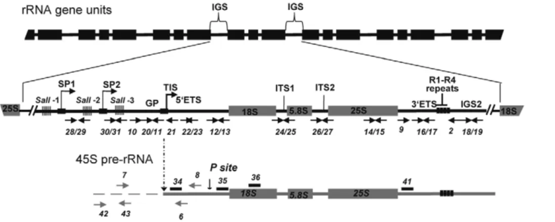 Figure 1. Representation of rRNA gene repeats transcribed by RNA polymerase I. The top portion shows tandemly-arrayed 18S, 5.8S and 25S rRNA genes separated by intergenic sequences (IGS)