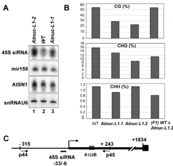 Figure 7. AtNUC-L1 gene disruption induces accumulation of siRNA 45S and rRNA gene hypomethylation on the 59ETS