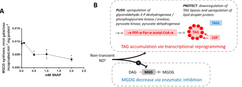 Figure 8: A. Effect of NO •  on the MGDG synthase activity in Phaeodactylum membrane extracts