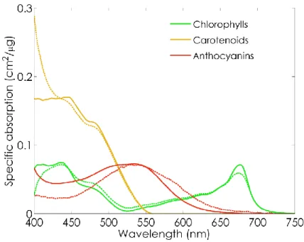 Figure 5. Specific absorption coefficients of chlorophylls (green), carotenoids (orange), and 