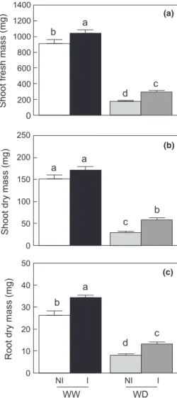 Fig. 1 Effects of Phyllobacterium brassicacearum STM196 and water deficit on above- and below-ground mass of Arabidopsis thaliana Col-0.