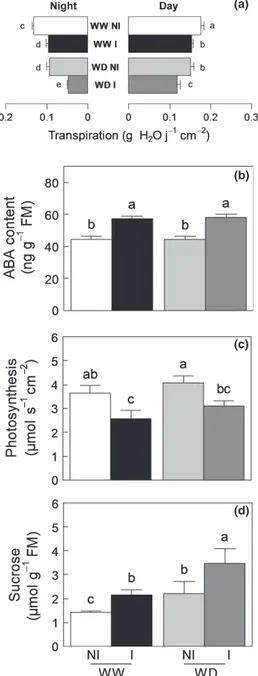 Fig. 4 Effects of Phyllobacterium brassicacearum STM196 and water deficit (WD) on growth and development of Arabidopsis thaliana An-1.