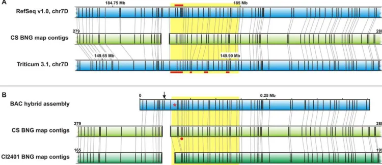 Fig. 1. Assembly and structural variation of the Dn2401 region in wheat. (A) Alignments of the Bionano genome (BNG) map of the short arm of  wheat chromosome 7D (7DS) of Chinese Spring (CS) (light green bar) to in silico Nt.BspQI digests of whole-genome wh