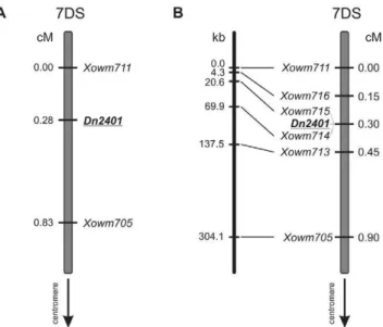 Fig. 3. Genetic and physical maps of the Dn2401 region in wheat. 