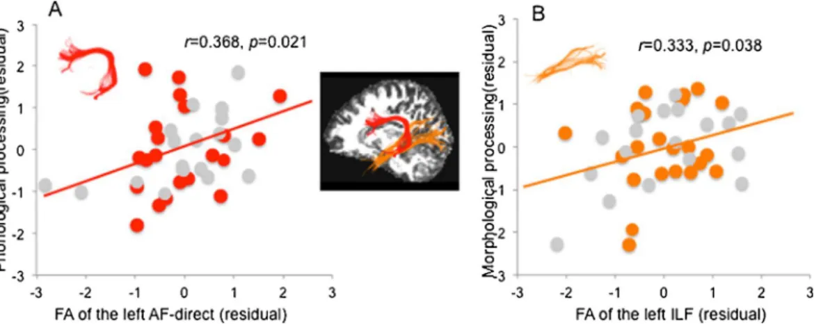 Fig. 3. Partial correlations between the FA of the left dorsal and ventral tracts and phonological and morphological processing skills, controlling for age, sex, whole brain mean FA, head motion parameter and group
