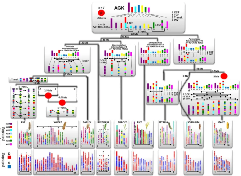 FIGURE 1    Grass genome evolution from ancestral grass karyotypes (AGKs) (adapted from  Murat et al., 2010 ,  2014a ,  b )