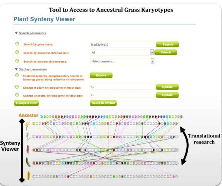 FIGURE 2    Grass SyntenyViewer tool (adapted from  Murat et al., 2014a ,  b ). Screen capture of the SyntenyViewer web tool (http://urgi.versailles.inra.fr/
