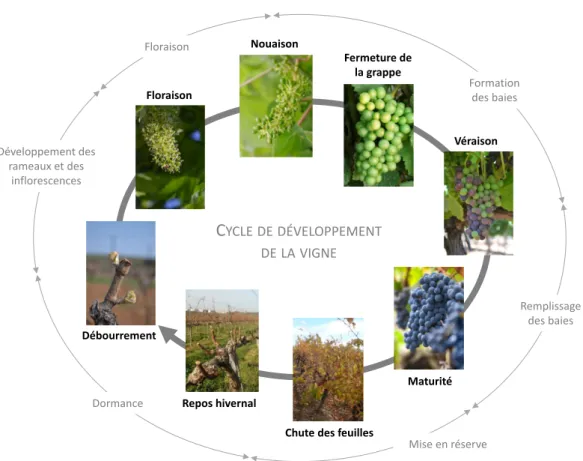 Figure 2.1  Cycle annuel de développement de la vigne. Le schéma représente les principaux stades phénologiques de la vigne (photos) et les principaux processus physiologiques (cercle extérieur en gris clair) au cours du cycle de la vigne