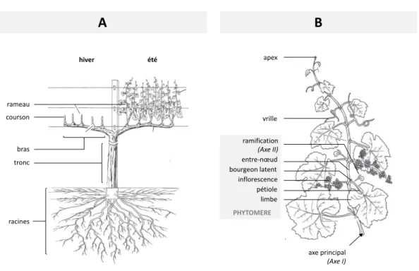 Figure 2.2  Anatomie du cep (A) et du rameau (B) de vigne. Source : (Hellman, 2003).