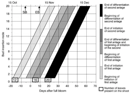 Figure  4    Representation  of  inflores- inflores-cence  formation  in  Vitis  vinifera  L