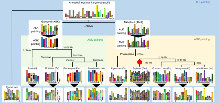 Fig. 4 | Legume evolutionary history. Evolutionary scenario of modern legumes (pea, diploid peanut, lotus, barrel medic, chickpea, pigeonpea, soybean,  common bean, mungbean and adzuki bean) from the reconstructed ancestors of the Galegoid (AGK) and Millet
