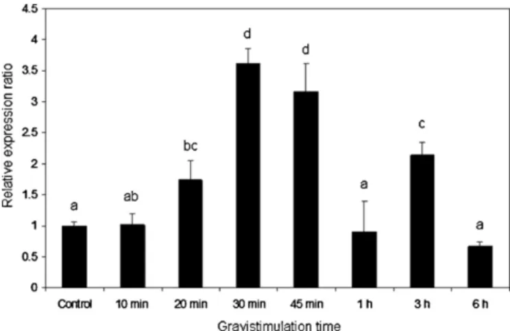 Fig. 1. Time course accumulation of Trx h after gravitational stimulus. Total RNAs were extracted from basal internodes of inclined plants for 0 (control), 10, 20, 30, 45 min, 1 h, 3 h and 6 h