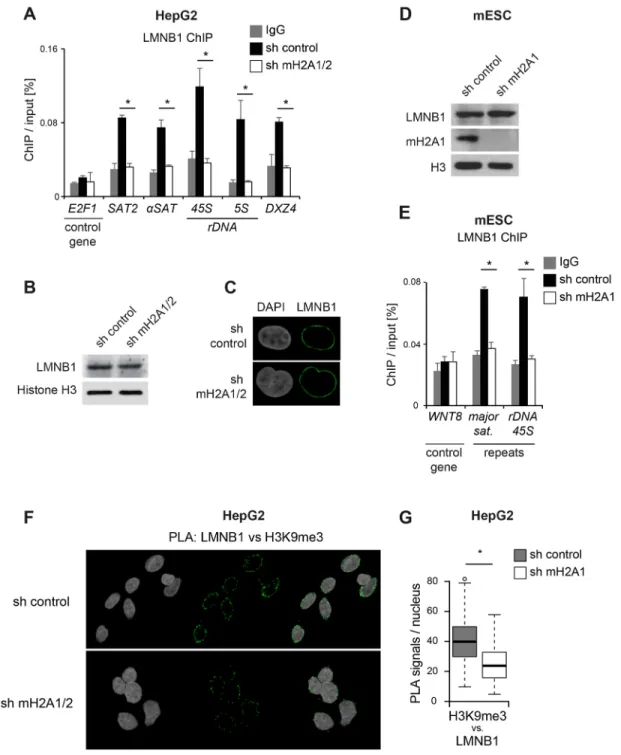 Fig. 6. MacroH2A is essential for interaction of lamin B1 with repeats. (A) Lamin B1 (LMNB1) occupancy on repeats was analyzed by ChIP-qPCR in control HepG2 cells (sh control) and cells depleted of macroH2A1 and macroH2A2 (sh mH2A1/2 cells)