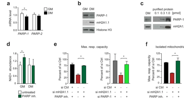 Figure 6. Inhibition of PARP-1 rescues the mitochondrial phenotype.