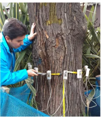 Figure 8: Acoustic testing of a standing tree in Bogota using an Arbotom device. 