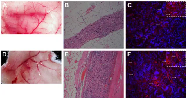 Figure 5. Comparative representation of vascularization post-transplant at subcutaneous space of B6 Rag1 mice with nonfunctionalized and functionalized sca ﬀ olds
