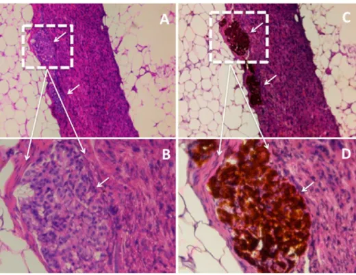 Figure 6. Morphological assessment of Neonatal porcine islet (NPI) containing PCL-VEGF nano ﬁ brous sca ﬀ old transplanted subcutaneously in B6 Rag 1 mice at 20 weeks post-transplant
