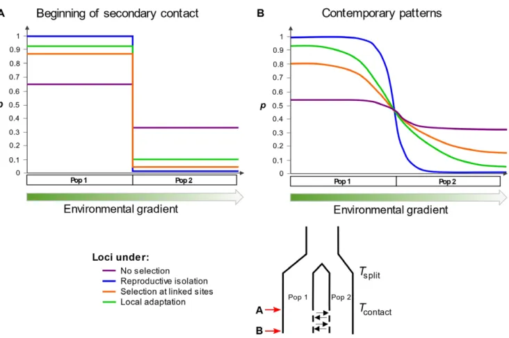 Figure 1. The fate of polymorphisms affected by different processes before and after admixture