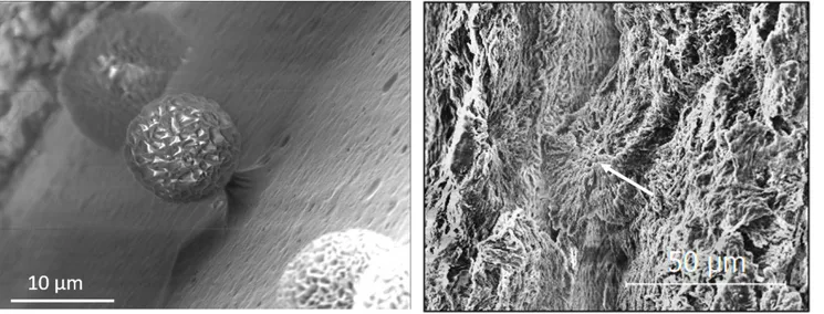Fig. 5 SEM observation at t ' 8000 min for the erosion of (left) small spherulites embedded in amorphous phase (SC5) (right) dense spherulitic phase (SC35)