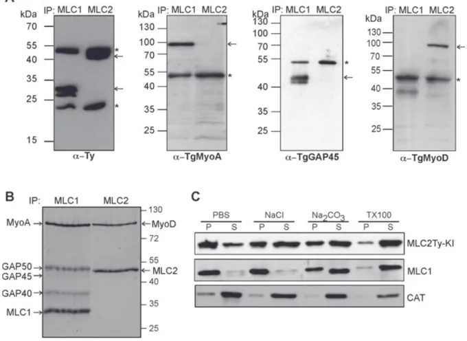 Figure 7: No accessory proteins were found in TgMLC2–TgMyoD complex. A) Extracellular parasites stably expressing TgMLC1Ty and TgMLC2Ty were subjected to immunoprecipitation with the anti-Ty antibodies