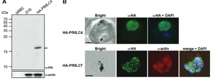 Figure 3: Localization of putative myosin light chains in P. falciparum . A) Immunoblot analysis of wild-type parasites (D10) and transgenic parasites expressing HA-PfMLC4 using anti-HA antibodies
