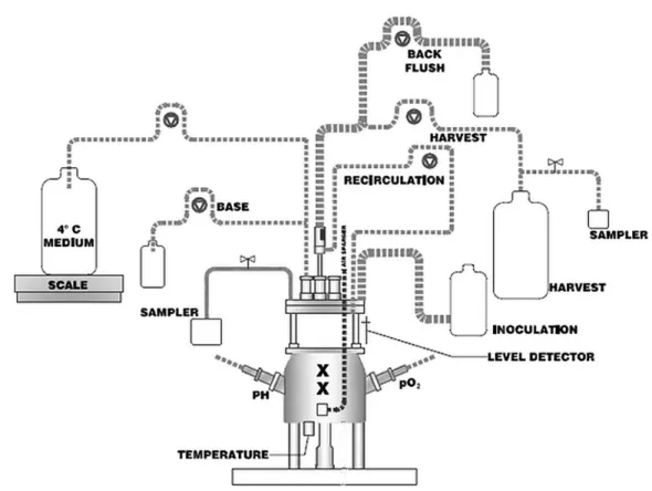 Figure 4: Schematic showing the set-up used in perfusion mode. Cells are transferred into  the bioreactor vessel using the inoculation bottle at 0.25-0.35E06 cells/ml