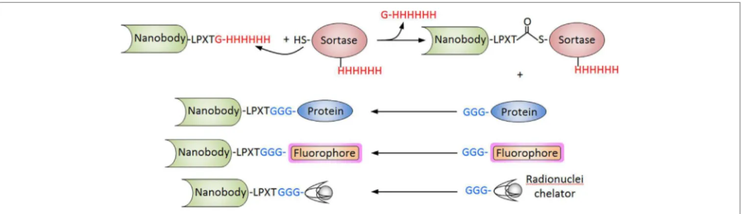 FigURe 6 | Sortase-mediated conjugation of nanobodies (Nbs). The procedure is schematized for the Staphylococcus aureus sortase