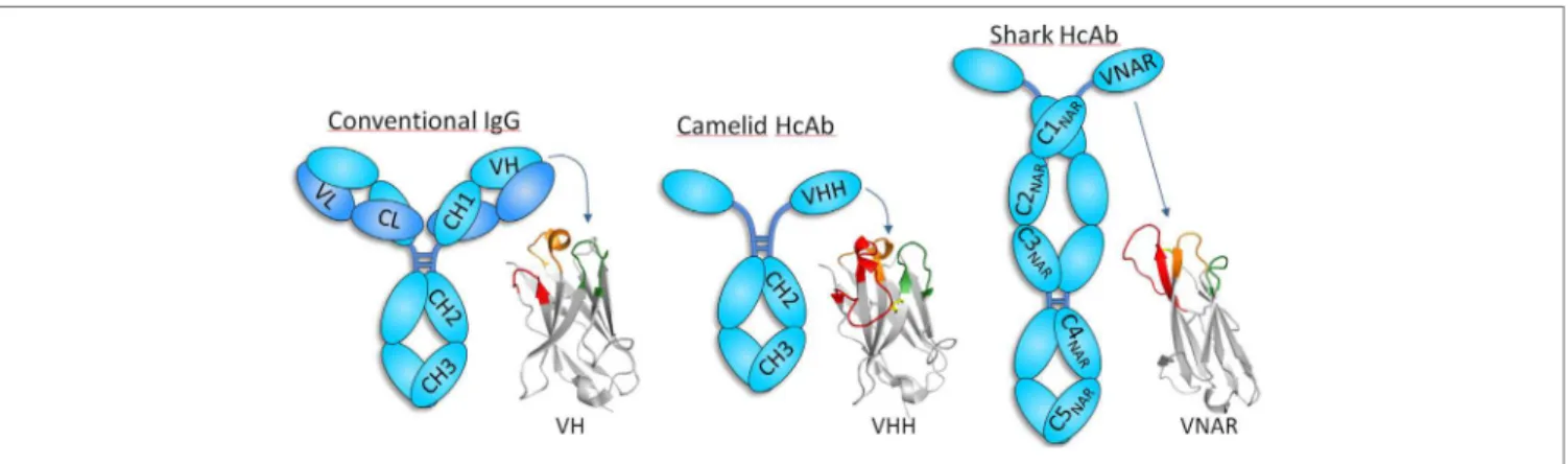 FigURe 2 | The typically long CDR3 of VHHs provides lexibility to their  epitope recognition