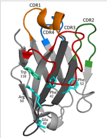 FigURe 3 | Structure and binding characteristics of the VHH domain. The  typical organization of the VHH domain is represented using the structure of  a VHH to carbazol (PDB 1U0Q)