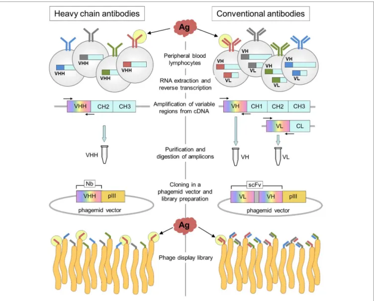FigURe 4 | Schematic representation of the construction of heavy-chain-only antibody and conventional antibody libraries
