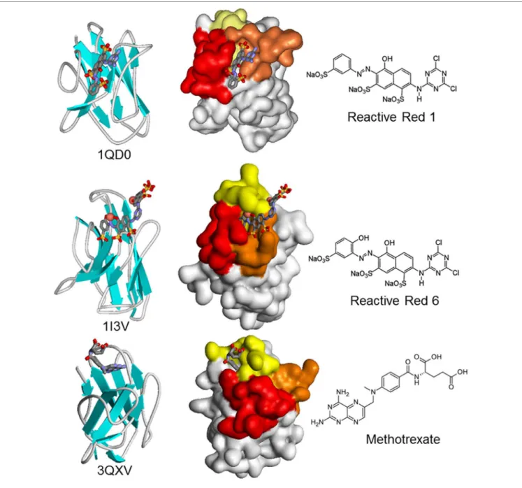 FigURe 5 | Schematic and surface representation of three VHH structures in complex with haptens (CPK)