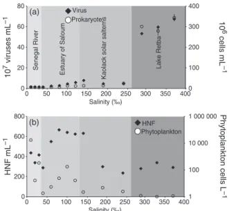 Fig. 2. Distribution of viruses, prokaryotes (a), heterotrophic nanofla- nanofla-gellates (HNF) and phytoplankton (b) abundances, along the salinity gradient