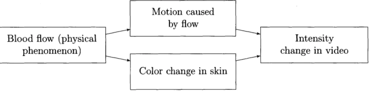 Figure  2-1:  Video  magnification  algorithms  visualize  the  phenomenon  of  interest  by magnifying  specific  changes  in  the  captured  video
