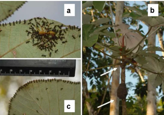 Fig.   1   a   A  recently  captured  wasp is spread-eagled by a group  of workers as nestmates begin to  replace them in ambushing along  the leaf margin