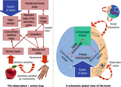 Fig. 1 The brain according to the TNGS of G.M. Edelman: a complex network of re-entrant maps in interaction loops with the world