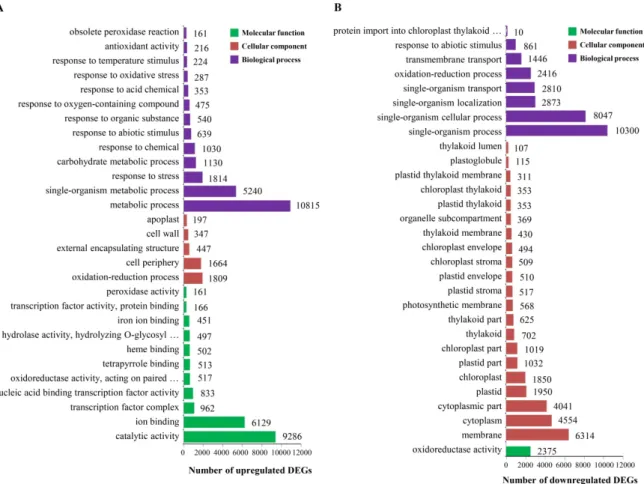Figure 2. Assignment to Gene Ontology (GO) categories of DEGs of resistant sugarcane cultivar LCP  85-384 infected by X