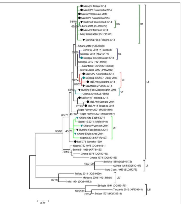 FIGURE 1 | PPR N gene phylogenetic analysis. Phylogenetic tree constructed using a Maximum Likelihood inference method and showing the relationship based on N gene sequences of peste des petits ruminants virus (PPRV) samples, with a special focus on West A