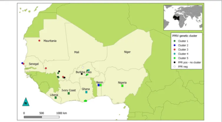 FIGURE 2 | Map of West Africa showing sampling location according to their PPRV lineage II genetic cluster