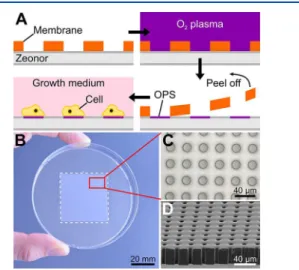 Figure 2. Assessment of MRP1 functional activity using SECM. (A) The cell is scanned in the presence of FcMeOH (abbreviated as Fc), a cell-permeable redox mediator, producing a positive feedback image that represents both topography and functional activity