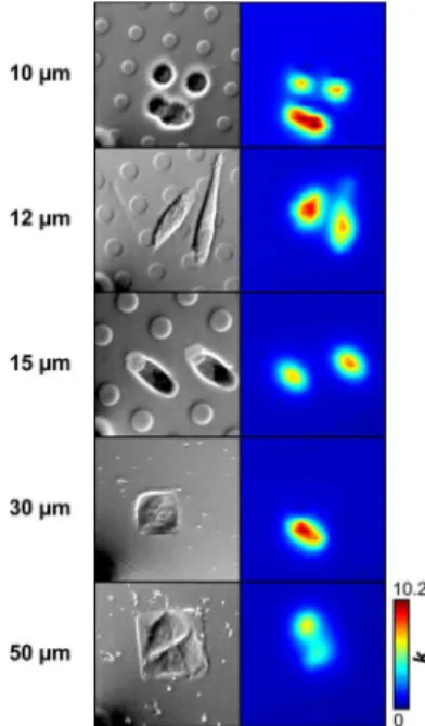 Figure 4. E ﬀ ect of OPS size on SECM measurement of functional activity. Left panel: Optical micrographs of HeLa cells patterned on OPS of di ﬀ erent sizes and feature densities