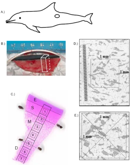 Figure 2.  Skin-blubber biopsy sampling site and histological subsampling for  analysis of blubber cellular characteristics in bottlenose dolphins