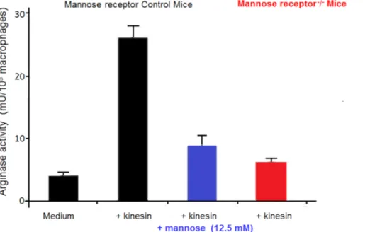 Figure 3: Macrophage arginase activity. Arginase activity in macrophages from control mice and Mannose receptor knock out (KO) mice cultured in vitro in medium for 48 hours, with or without kinesin or mannose