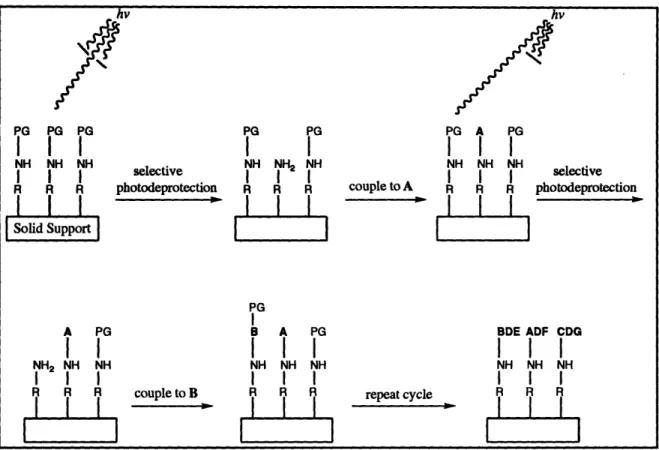 Figure  1-1.  Synthesis  of spatially  addressable libraries using photolabile protecting  groups 2 0 .